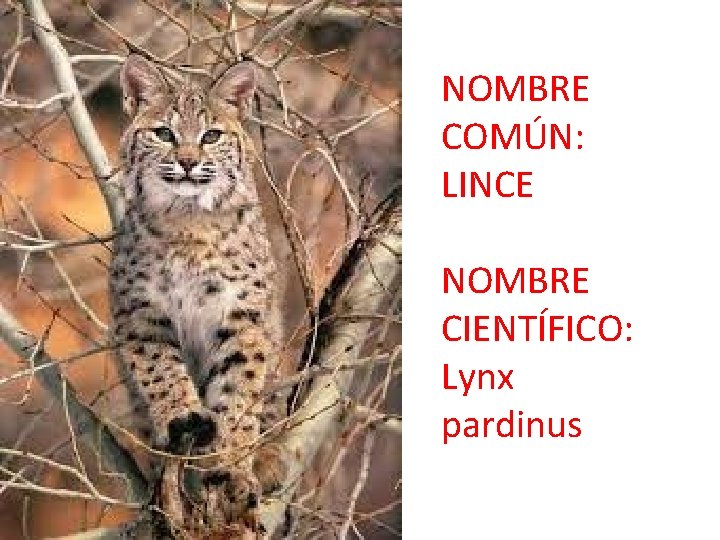 NOMBRE COMÚN: LINCE NOMBRE CIENTÍFICO: Lynx pardinus 