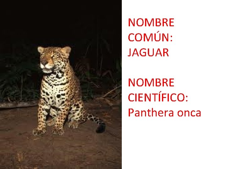 NOMBRE COMÚN: JAGUAR NOMBRE CIENTÍFICO: Panthera onca 