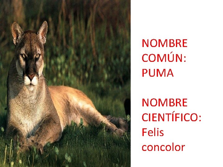 NOMBRE COMÚN: PUMA NOMBRE CIENTÍFICO: Felis concolor 