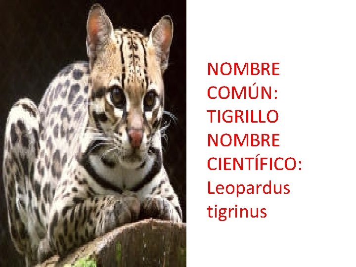 NOMBRE COMÚN: TIGRILLO NOMBRE CIENTÍFICO: Leopardus tigrinus 