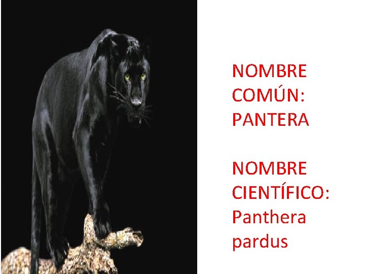 NOMBRE COMÚN: PANTERA NOMBRE CIENTÍFICO: Panthera pardus 