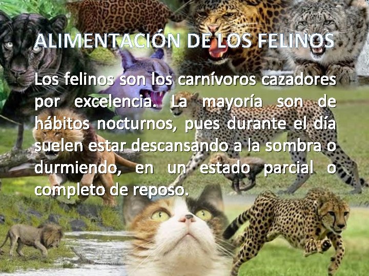 ALIMENTACIÓN DE LOS FELINOS Los felinos son los carnívoros cazadores por excelencia. La mayoría