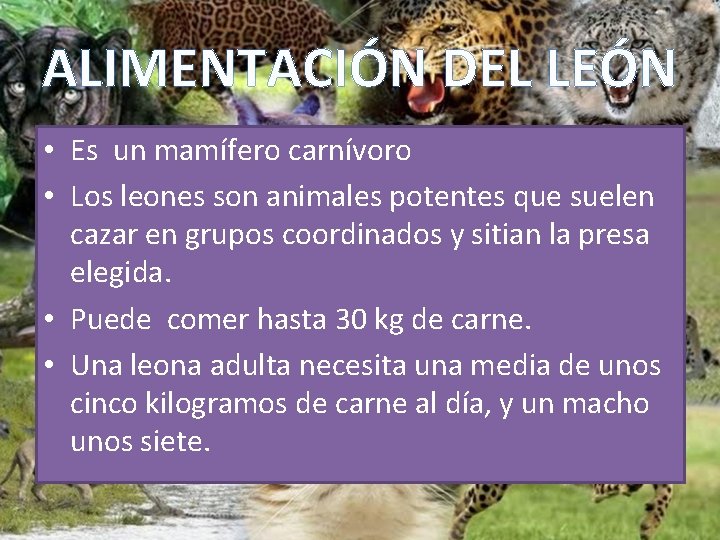 ALIMENTACIÓN DEL LEÓN • Es un mamífero carnívoro • Los leones son animales potentes