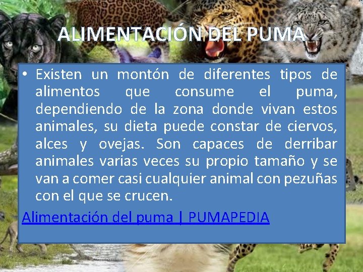 ALIMENTACIÓN DEL PUMA • Existen un montón de diferentes tipos de alimentos que consume