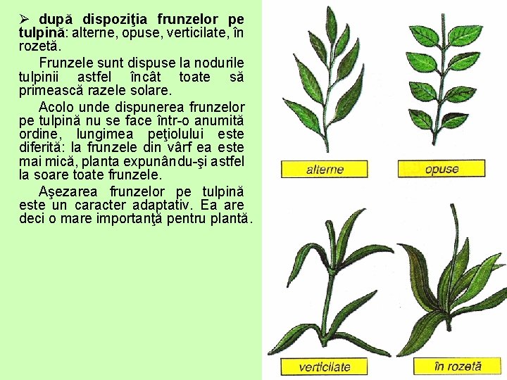 Ø după dispoziţia frunzelor pe tulpină: alterne, opuse, verticilate, în rozetă. Frunzele sunt dispuse