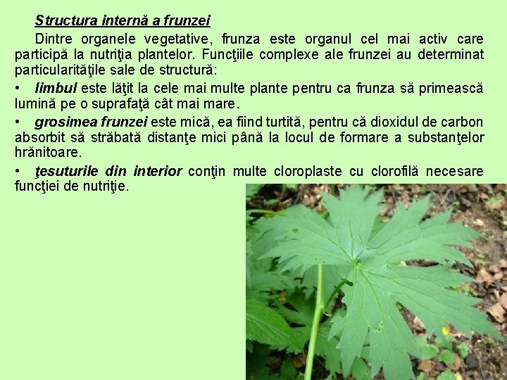 Structura internă a frunzei Dintre organele vegetative, frunza este organul cel mai activ care