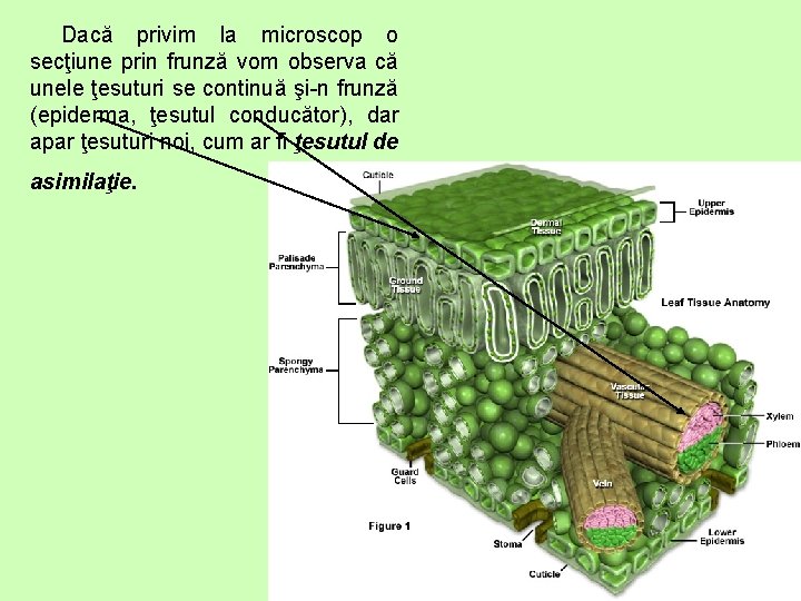 Dacă privim la microscop o secţiune prin frunză vom observa că unele ţesuturi se