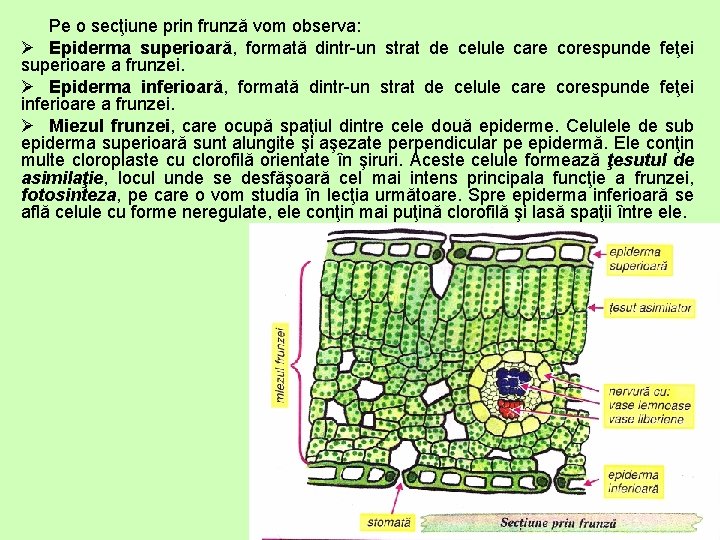 Pe o secţiune prin frunză vom observa: Ø Epiderma superioară, formată dintr-un strat de