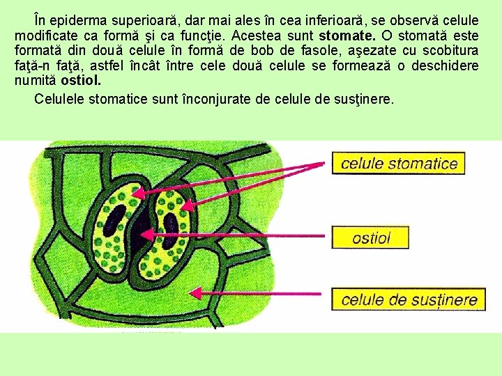 În epiderma superioară, dar mai ales în cea inferioară, se observă celule modificate ca