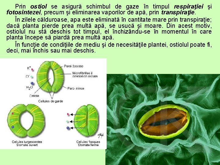Prin ostiol se asigură schimbul de gaze în timpul respiraţiei şi fotosintezei, precum şi