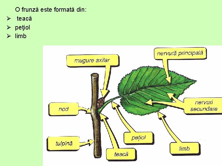 O frunză este formată din: Ø teacă Ø peţiol Ø limb 