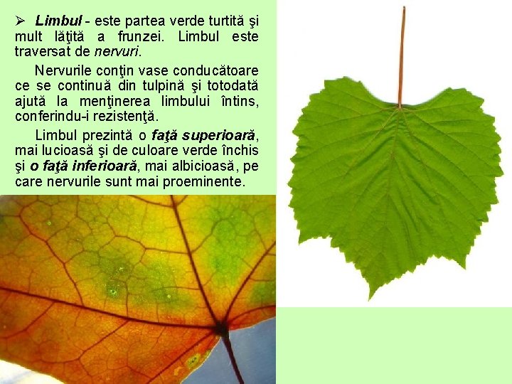 Ø Limbul - este partea verde turtită şi mult lăţită a frunzei. Limbul este