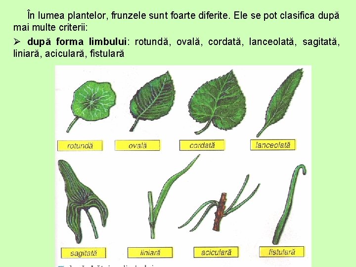 În lumea plantelor, frunzele sunt foarte diferite. Ele se pot clasifica după mai multe