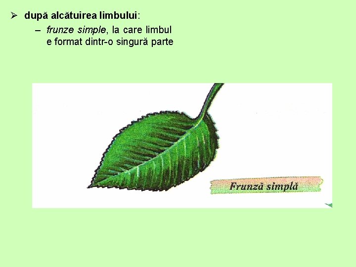 Ø după alcătuirea limbului: – frunze simple, la care limbul e format dintr-o singură