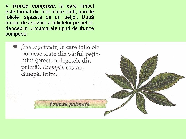 Ø frunze compuse, la care limbul este format din mai multe părţi, numite foliole,