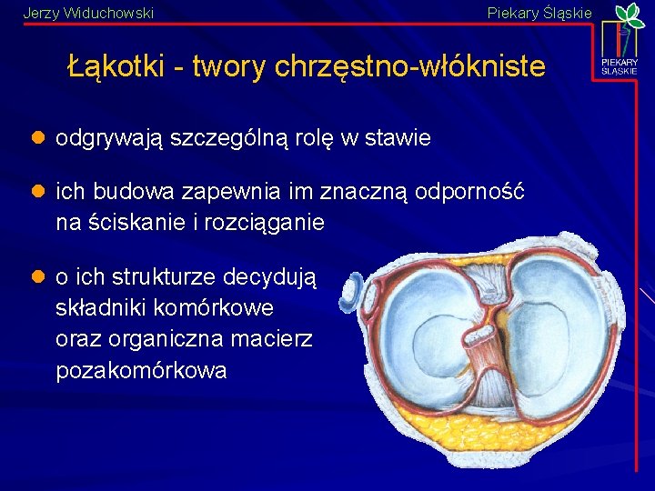 Jerzy Widuchowski Piekary Śląskie Łąkotki - twory chrzęstno-włókniste l odgrywają szczególną rolę w stawie