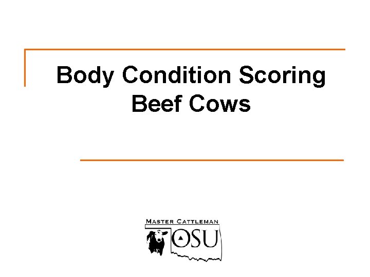 Body Condition Scoring Beef Cows 