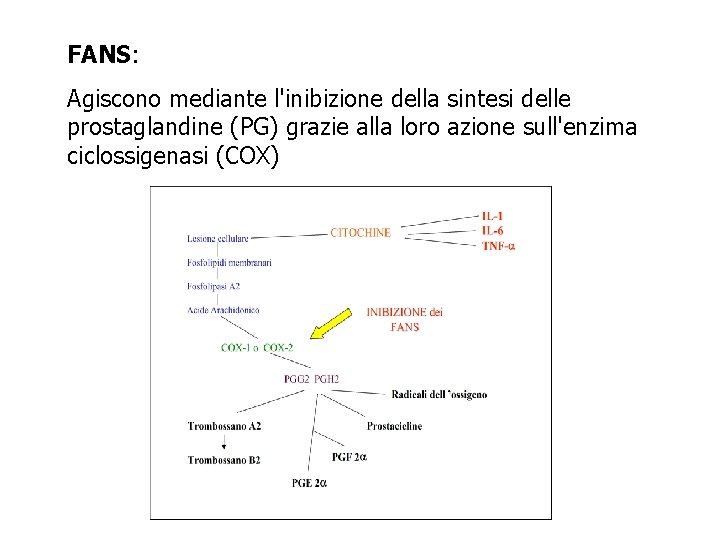 FANS: Agiscono mediante l'inibizione della sintesi delle prostaglandine (PG) grazie alla loro azione sull'enzima FANS: Agiscono mediante l'inibizione della sintesi delle prostaglandine (PG) grazie alla loro azione sull'enzima