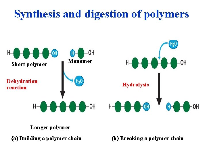 Synthesis and digestion of polymers Short polymer Monomer Dehydration reaction Hydrolysis Longer polymer a