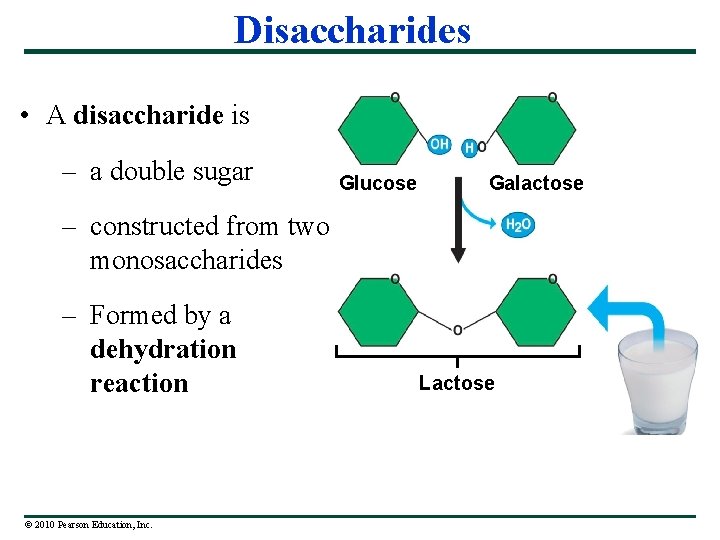 Disaccharides • A disaccharide is – a double sugar Glucose Galactose – constructed from