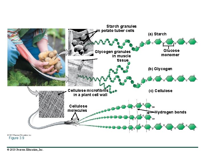 Starch granules in potato tuber cells Glycogen granules in muscle tissue (a) Starch Glucose
