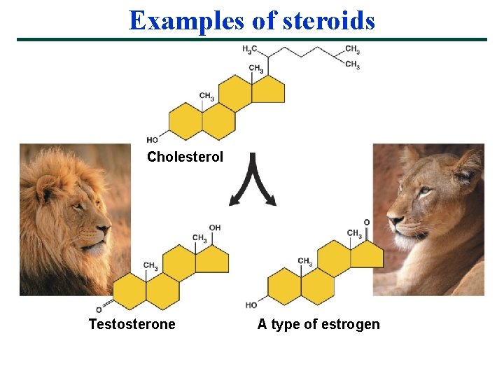Examples of steroids Cholesterol Testosterone A type of estrogen 