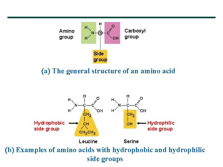 Carboxyl group Amino group Side group a The general structure of an amino acid