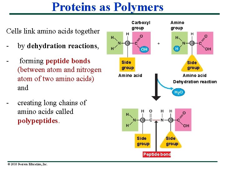 Proteins as Polymers Cells link amino acids together - by dehydration reactions, - forming