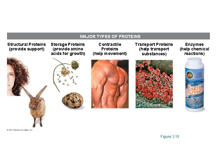 MAJOR TYPES OF PROTEINS Structural Proteins (provide support) Storage Proteins (provide amino acids for