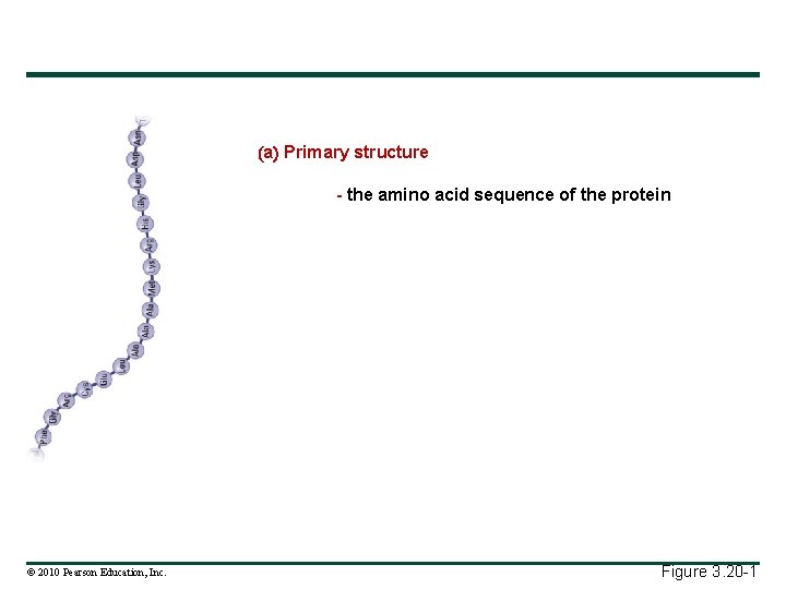 a Primary structure - the amino acid sequence of the protein © 2010