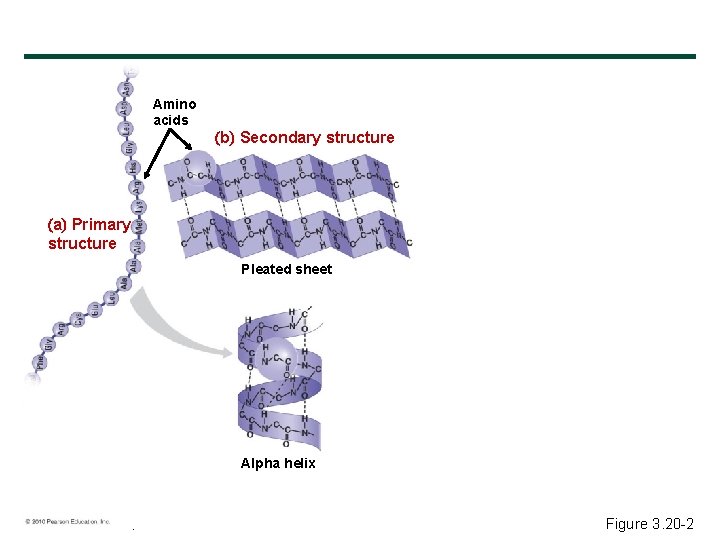 Amino acids b Secondary structure a Primary structure Pleated sheet Alpha helix © 2010