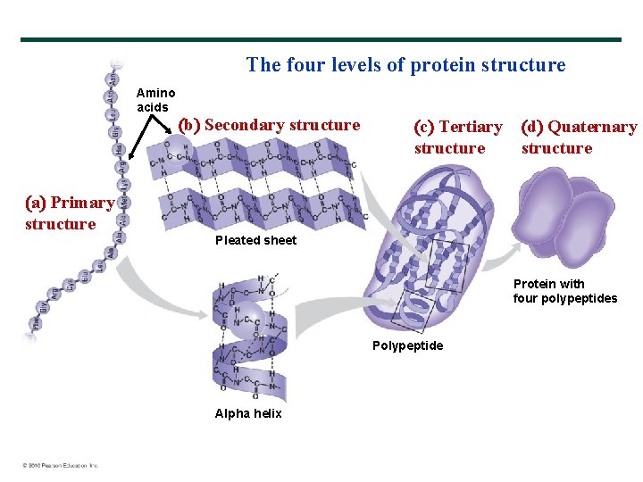 The four levels of protein structure Amino acids a Primary structure b Secondary structure