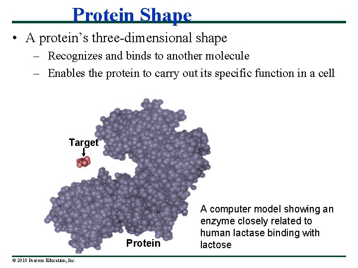 Protein Shape • A protein’s three-dimensional shape – Recognizes and binds to another molecule