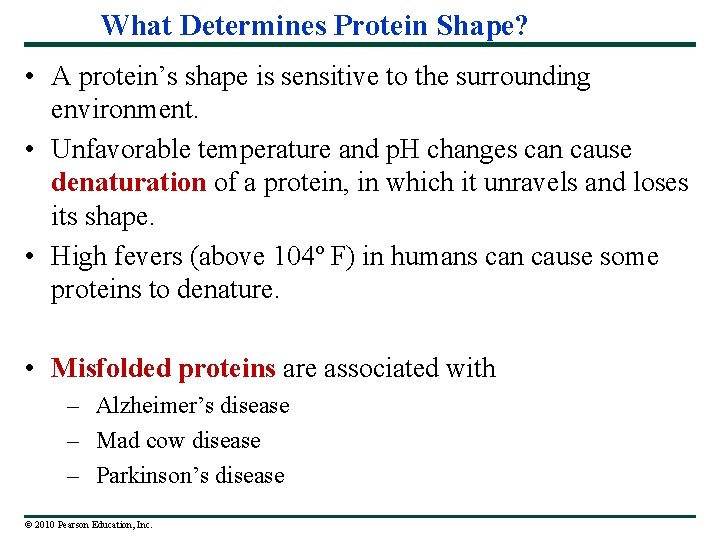 What Determines Protein Shape? • A protein’s shape is sensitive to the surrounding environment.