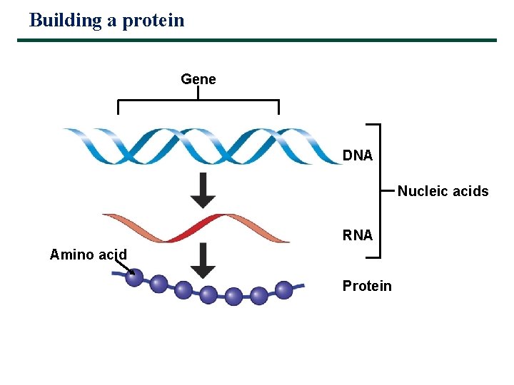 Building a protein Gene DNA Nucleic acids RNA Amino acid Protein 