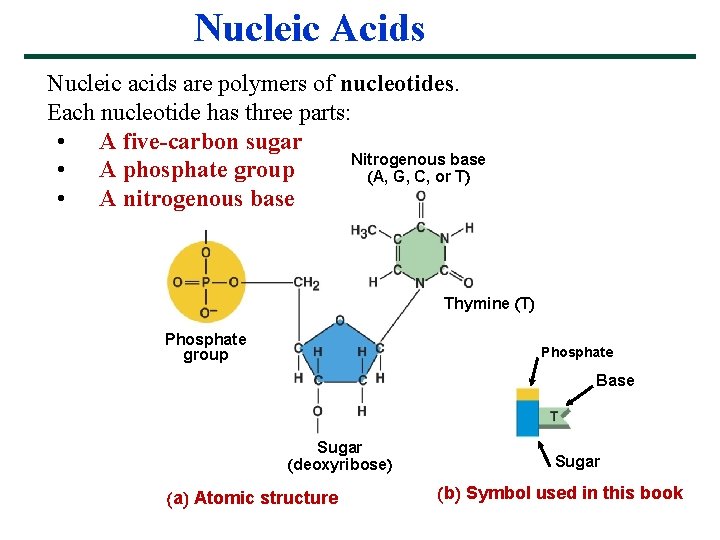 Nucleic Acids Nucleic acids are polymers of nucleotides. Each nucleotide has three parts: •