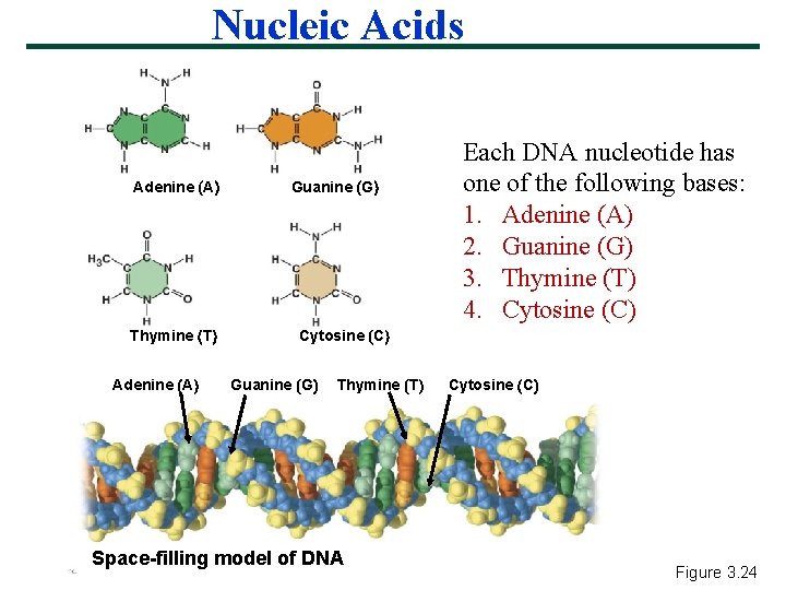 Nucleic Acids Adenine A Thymine T Adenine A Guanine G Each DNA nucleotide has
