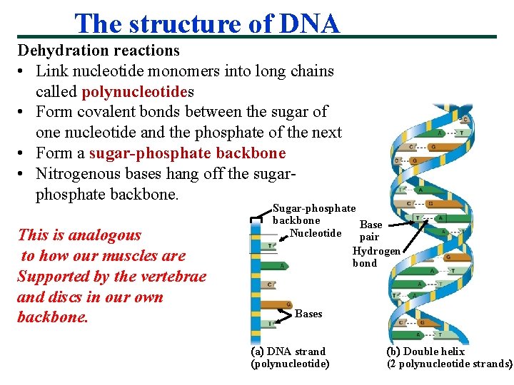 The structure of DNA Dehydration reactions • Link nucleotide monomers into long chains called