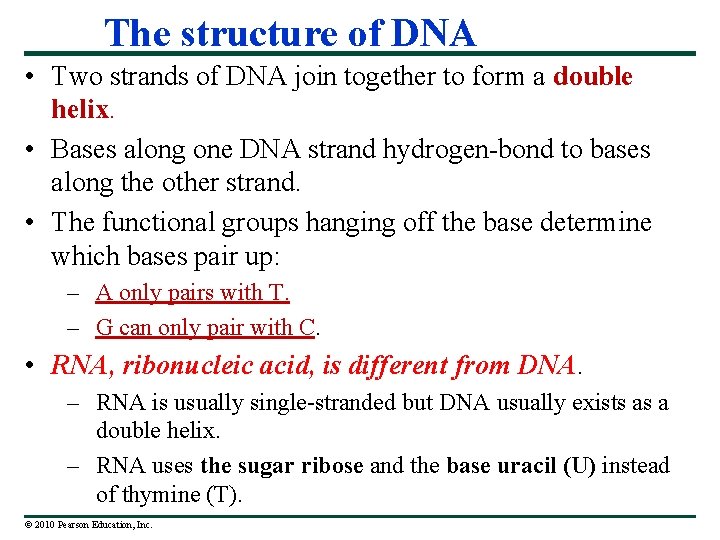 The structure of DNA • Two strands of DNA join together to form a
