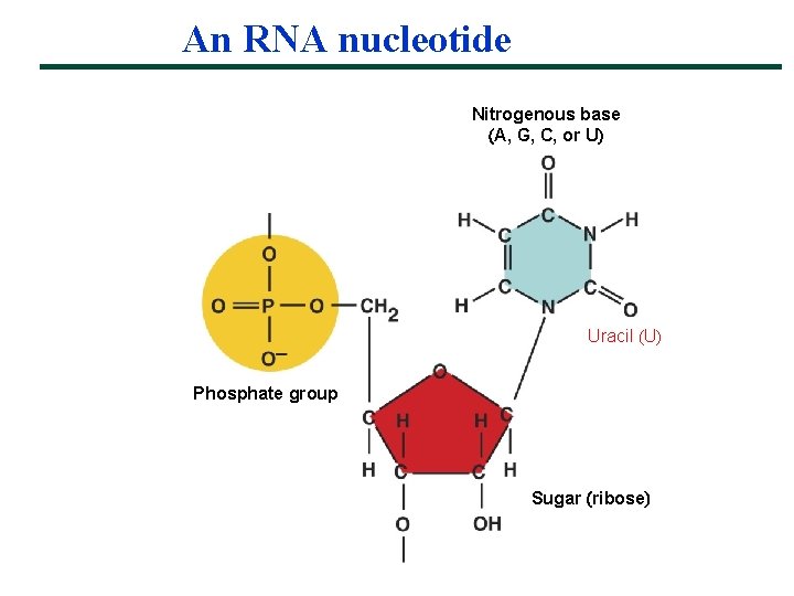 An RNA nucleotide Nitrogenous base A, G, C, or U Uracil U Phosphate group