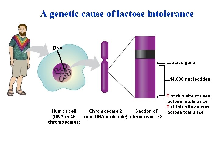 A genetic cause of lactose intolerance DNA Lactase gene 14, 000 nucleotides Human cell