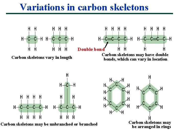 Variations in carbon skeletons Double bond Carbon skeletons vary in length Carbon skeletons may