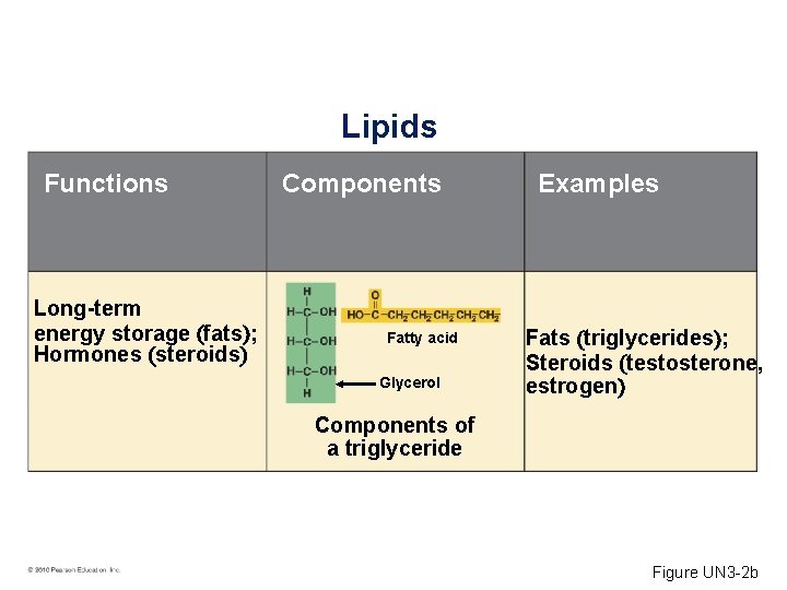 Lipids Functions Long-term energy storage fats ; Hormones steroids Components Fatty acid Glycerol Examples
