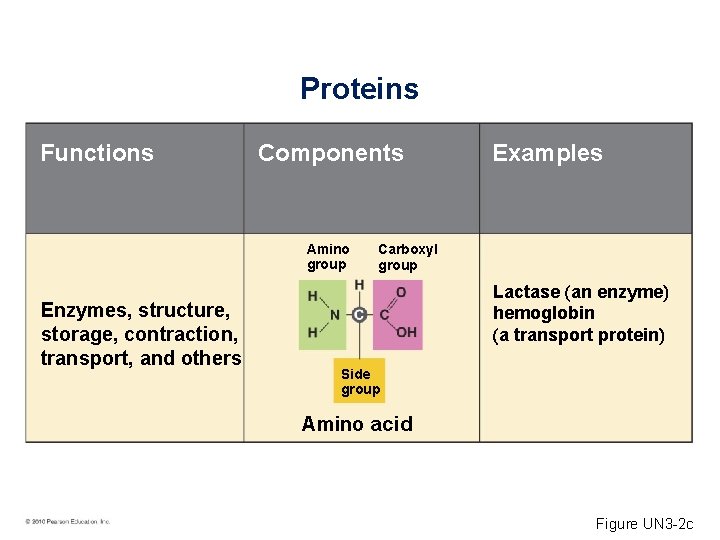 Proteins Functions Components Amino group Enzymes, structure, storage, contraction, transport, and others Examples Carboxyl