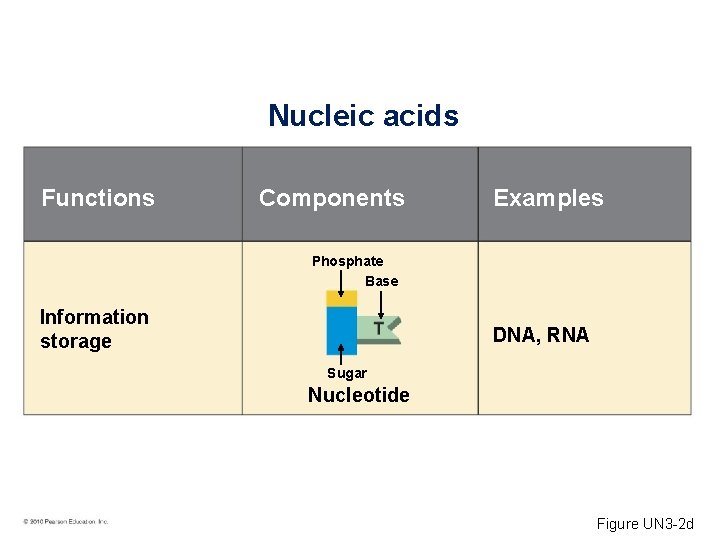 Nucleic acids Functions Components Examples Phosphate Base Information storage DNA, RNA Sugar Nucleotide Figure
