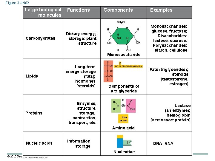 Figure 3. UN 02 Large biological molecules Carbohydrates Functions Components Dietary energy; storage; plant
