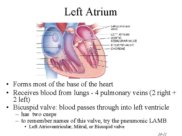 Left Atrium • Forms most of the base of the heart • Receives blood Left Atrium • Forms most of the base of the heart • Receives blood