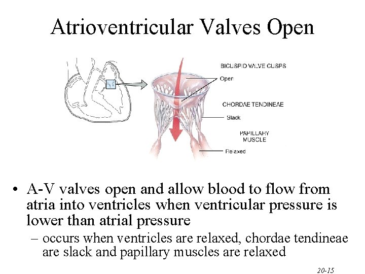 Atrioventricular Valves Open • A-V valves open and allow blood to flow from atria Atrioventricular Valves Open • A-V valves open and allow blood to flow from atria