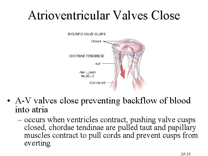 Atrioventricular Valves Close • A-V valves close preventing backflow of blood into atria – Atrioventricular Valves Close • A-V valves close preventing backflow of blood into atria –