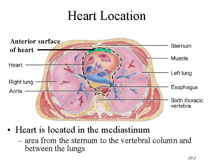 Heart Location Anterior surface of heart • Heart is located in the mediastinum – Heart Location Anterior surface of heart • Heart is located in the mediastinum –